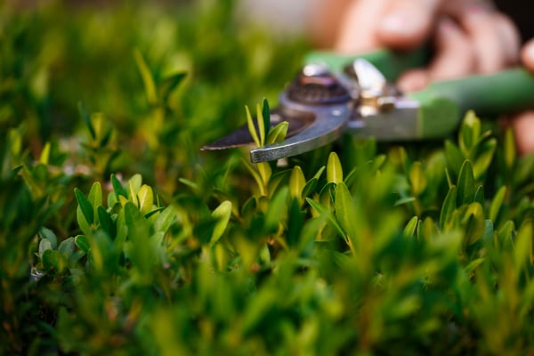 Magic Touch Landscaping trimming bushes